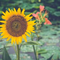 Blooming sunflower