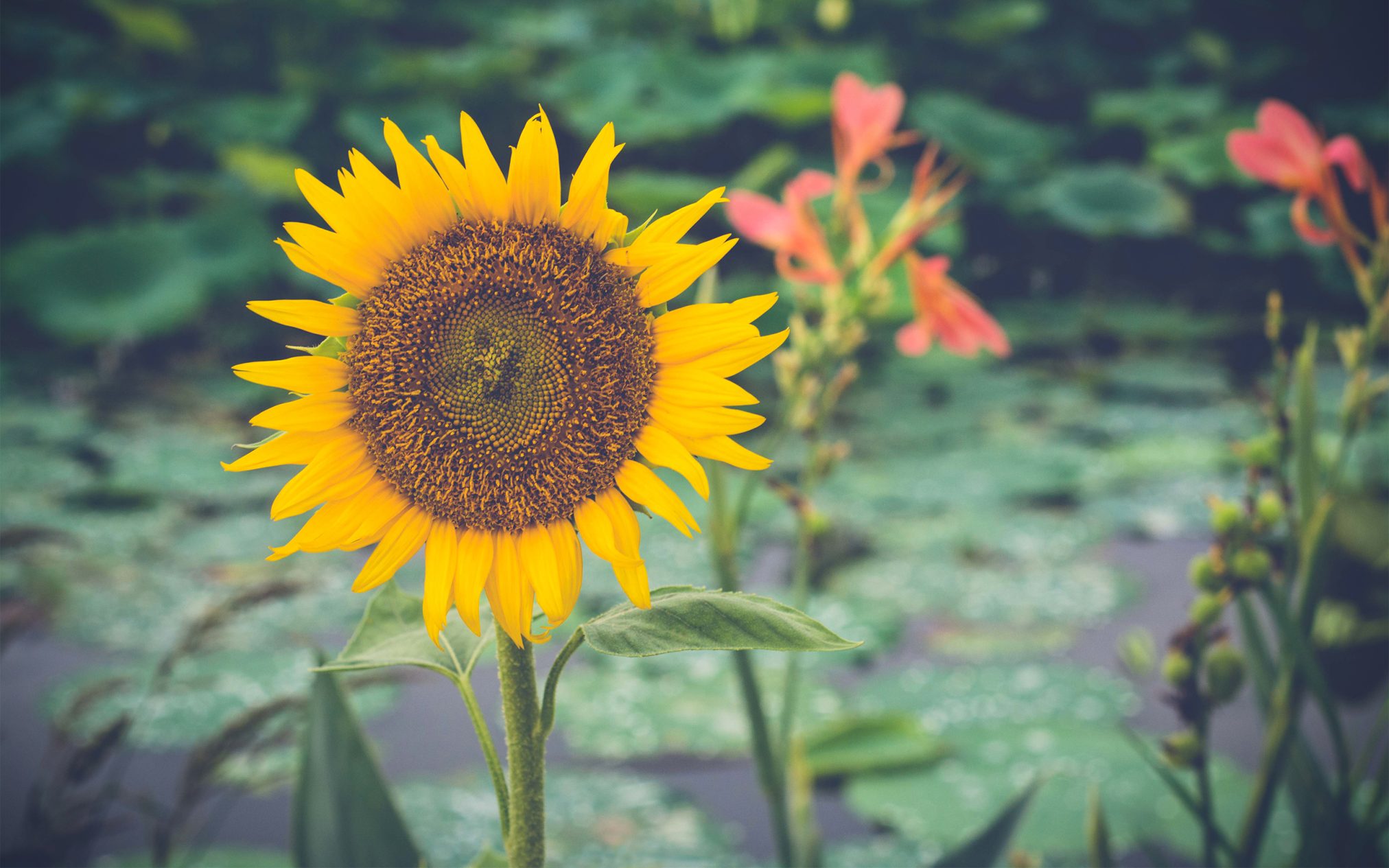 Blooming sunflower - Ubuntu Kylin 26.04 Wallpapers - Official Chinese-Themed Collection