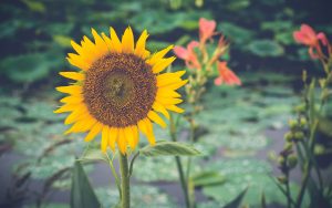 Blooming sunflower - Ubuntu Kylin 26.04 Wallpapers - Official Chinese-Themed Collection