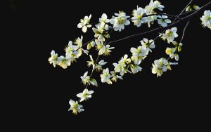 Elegant - Ubuntu Kylin 26.04 Wallpapers - Official Chinese-Themed Collection
