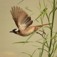 Flying sparrow