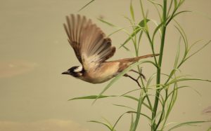 Flying sparrow - Ubuntu Kylin 26.04 Wallpapers - Official Chinese-Themed Collection