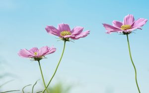 Fragrance - Ubuntu Kylin 26.04 Wallpapers - Official Chinese-Themed Collection