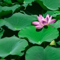Lotus reflection