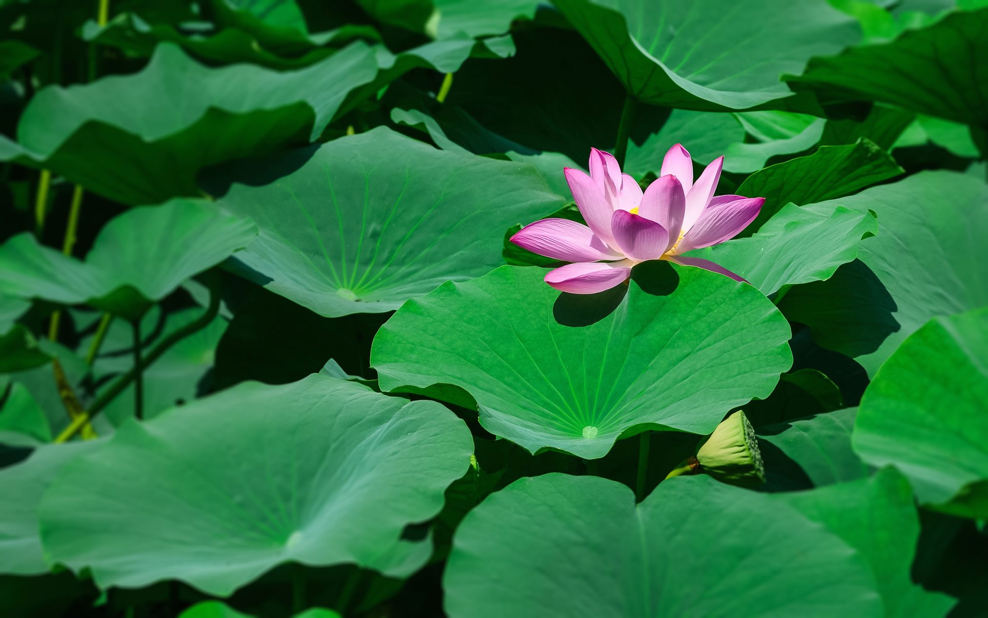 Lotus reflection - Ubuntu Kylin 26.04 Wallpapers - Official Chinese-Themed Collection