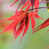 Red leaves