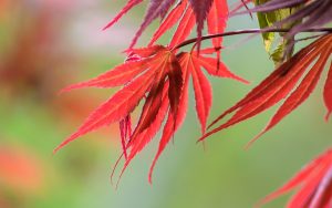 Red leaves - Ubuntu Kylin 26.04 Wallpapers - Official Chinese-Themed Collection