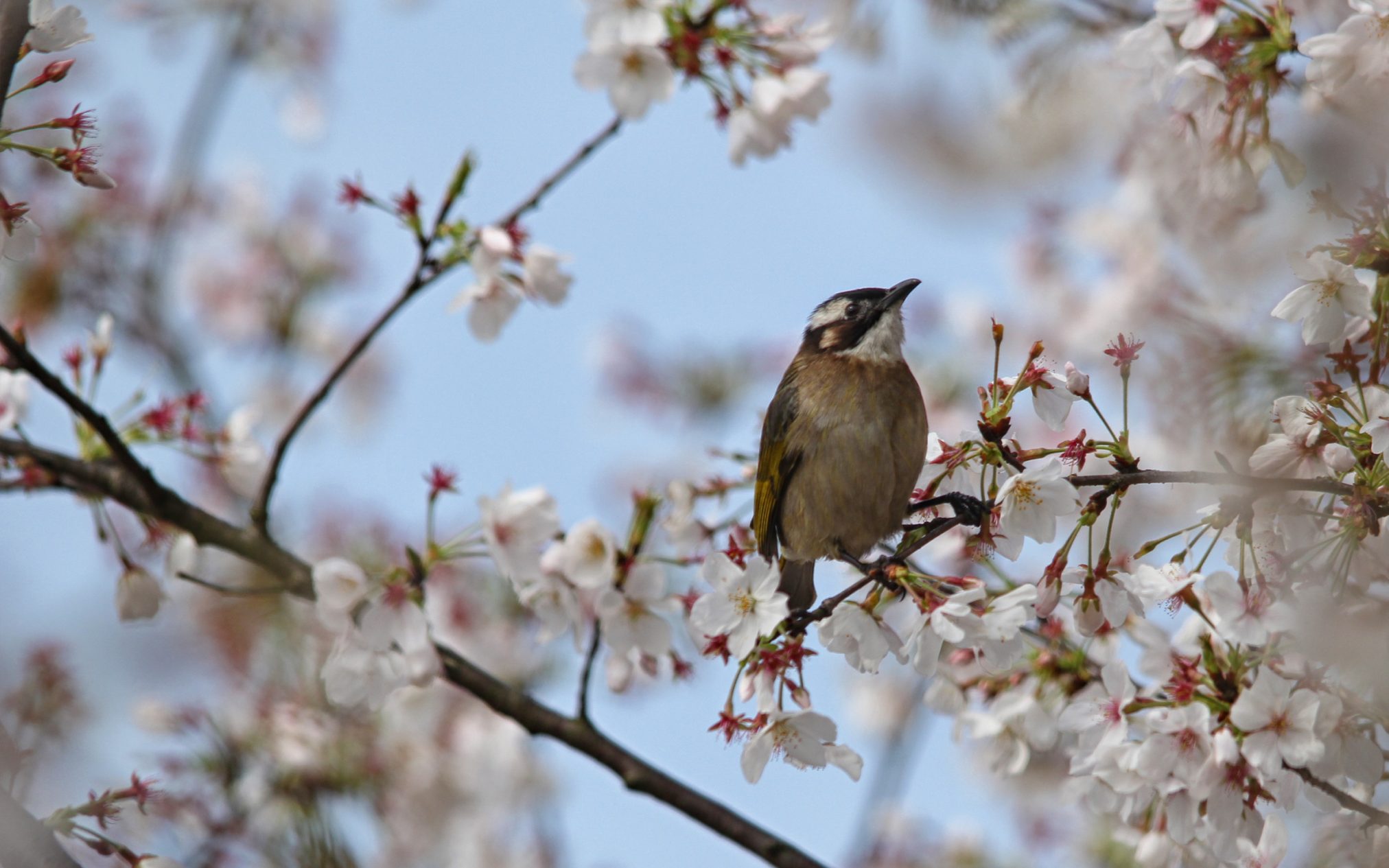 Spring - Ubuntu Kylin 26.04 Wallpapers - Official Chinese-Themed Collection