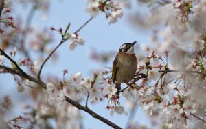Spring - Ubuntu Kylin 26.04 Wallpapers - Official Chinese-Themed Collection