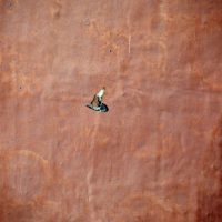 Bird and wall