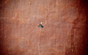 Bird and wall - Ubuntu Kylin 26.04 Wallpapers - Official Chinese-Themed Collection