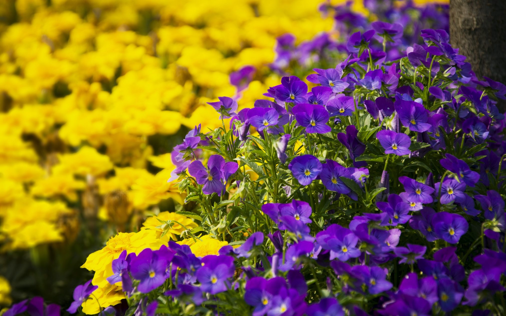 Blooming - Ubuntu Kylin 26.04 Wallpapers - Official Chinese-Themed Collection
