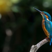 Bluebird