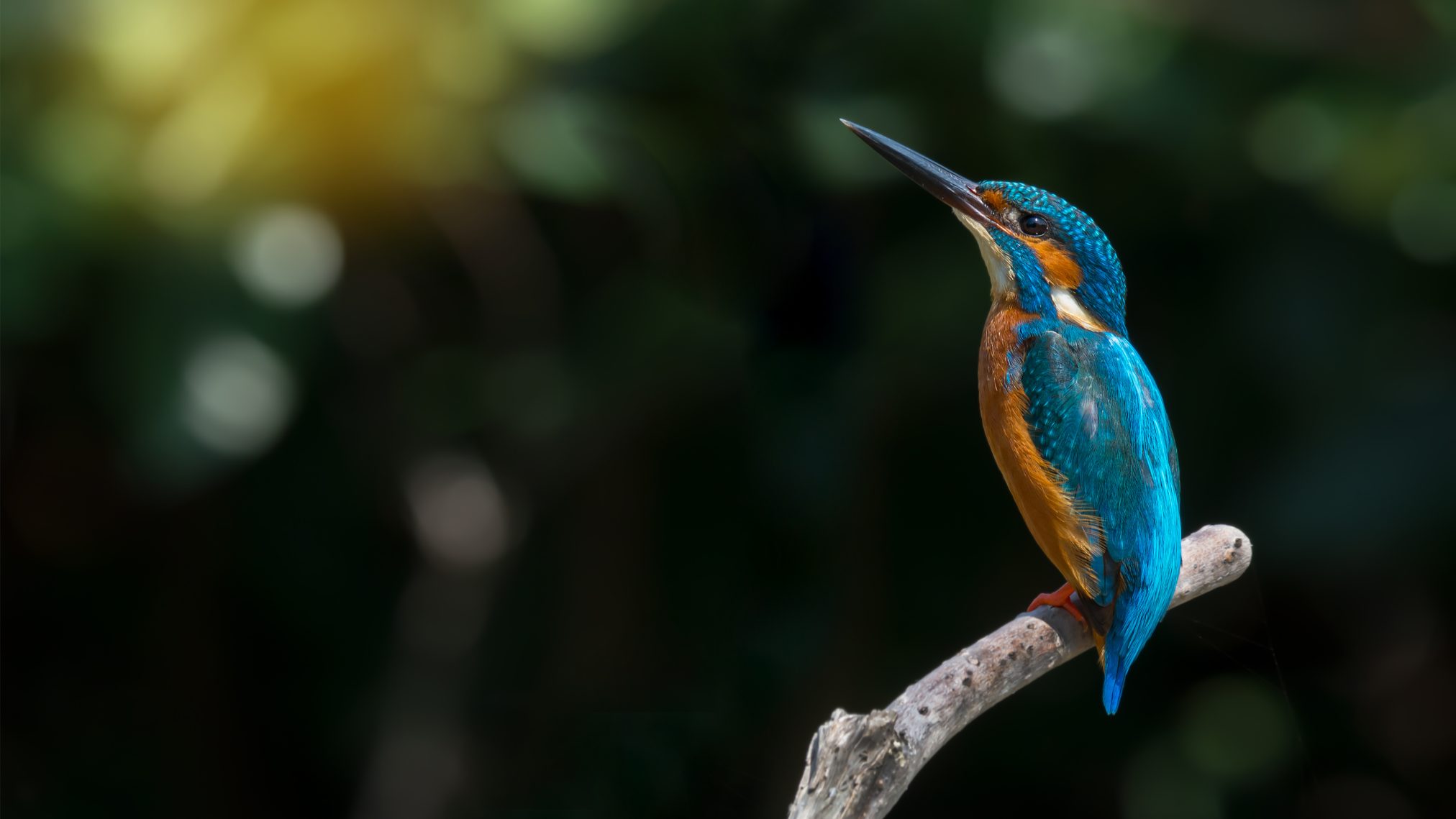 Bluebird - Ubuntu Kylin 26.04 Wallpapers - Official Chinese-Themed Collection