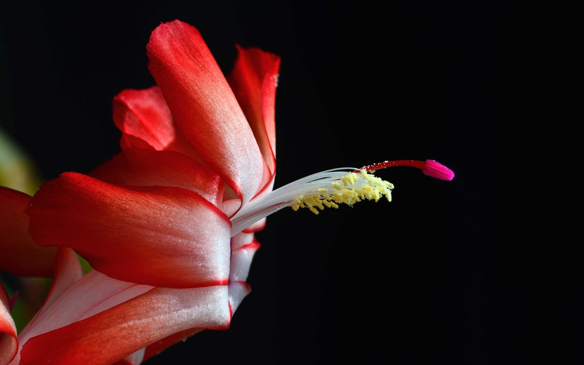 Crab cactus - Ubuntu Kylin 26.04 Wallpapers - Official Chinese-Themed Collection
