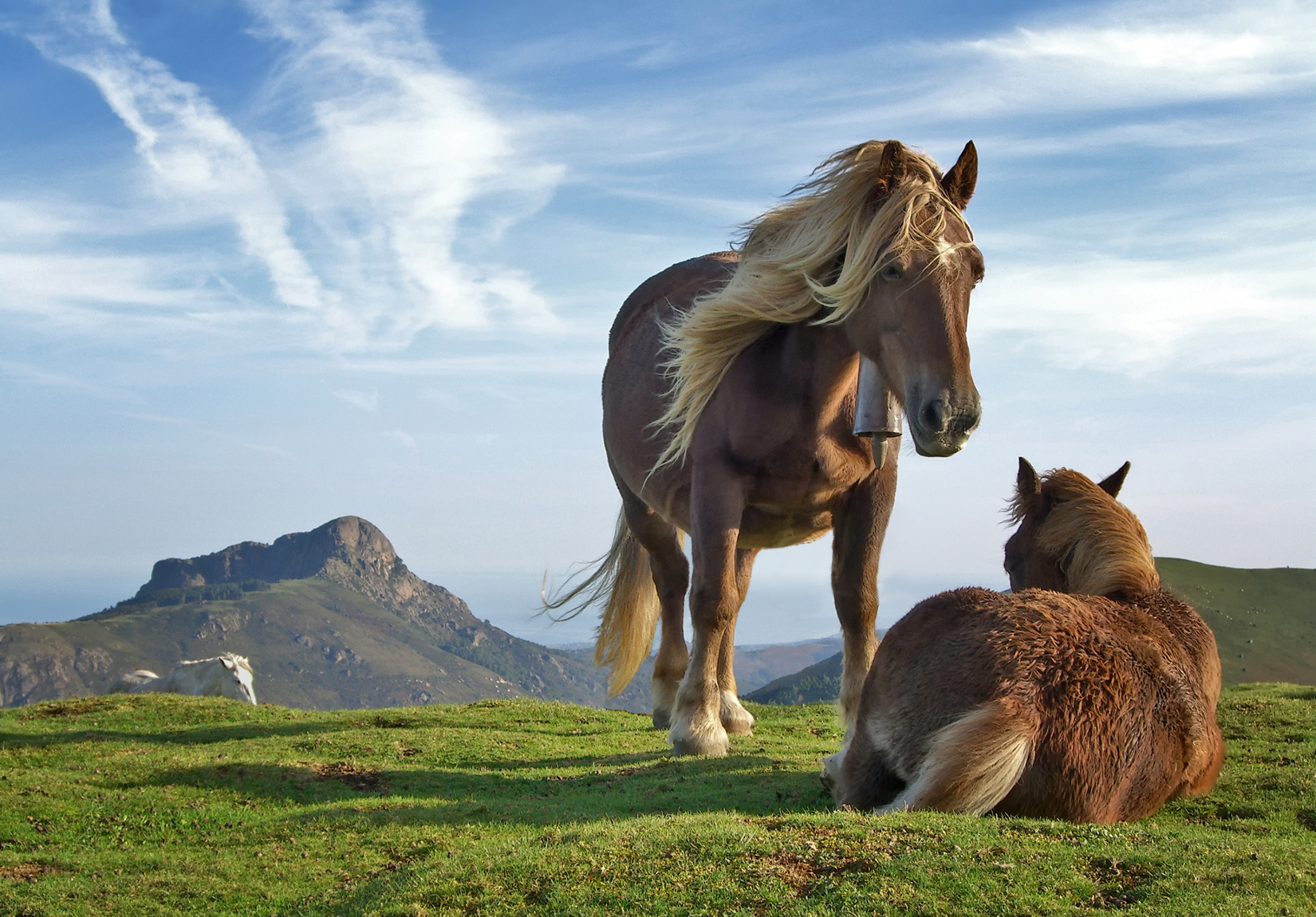 Edubuntu horses - Edubuntu 26.04 Wallpapers - Official Education-Themed Collection