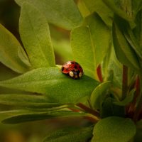 Edubuntu ladybug
