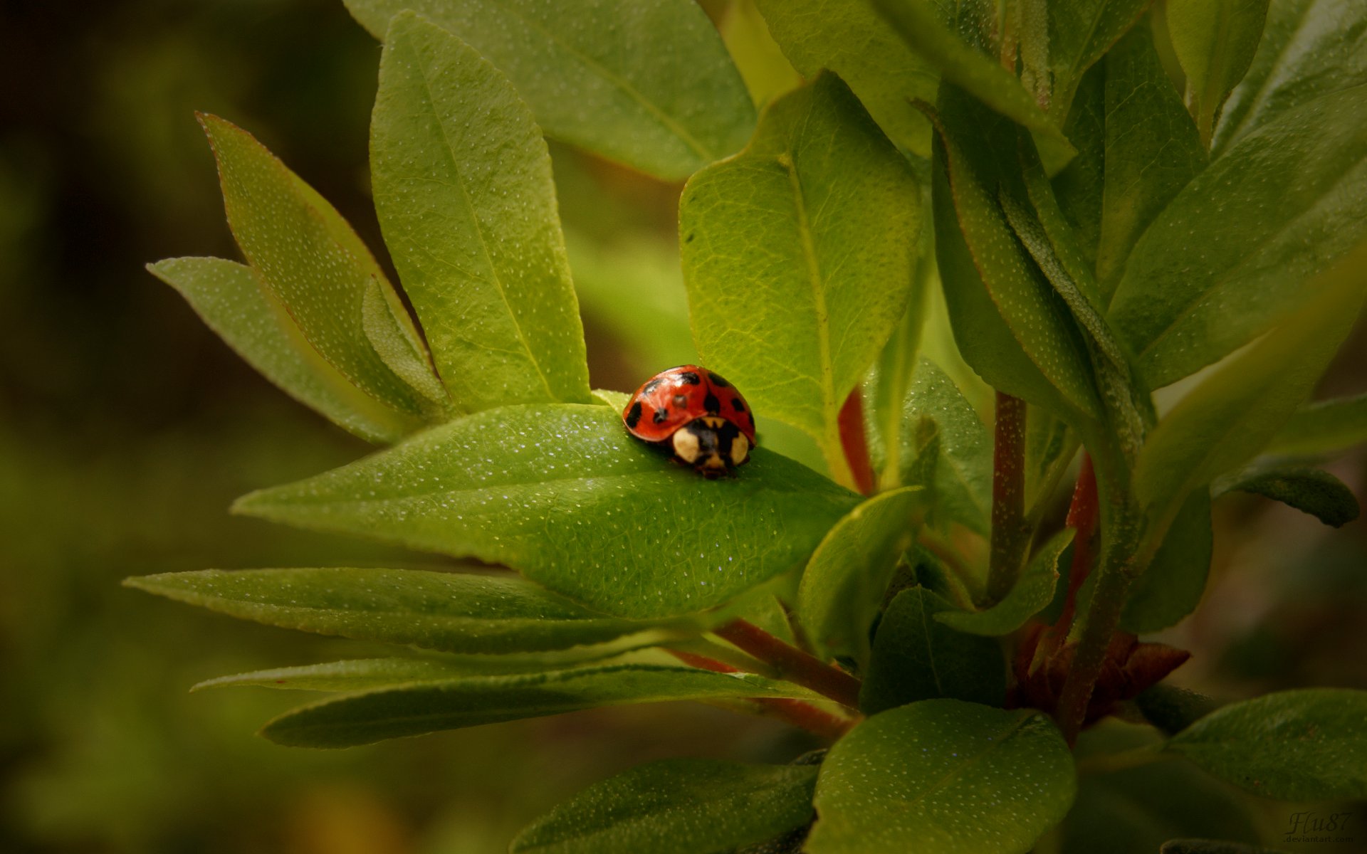 Edubuntu ladybug - Edubuntu 26.04 Wallpapers - Official Education-Themed Collection