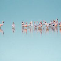 Flamingos