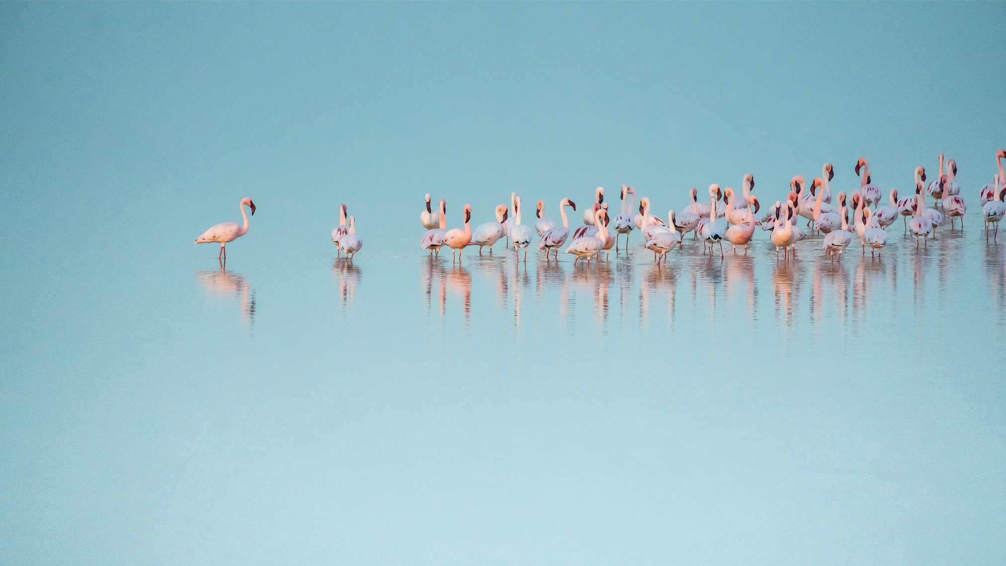 Flamingos - Ubuntu Kylin 26.04 Wallpapers - Official Chinese-Themed Collection