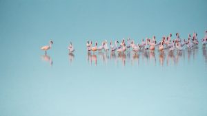 Flamingos - Ubuntu Kylin 26.04 Wallpapers - Official Chinese-Themed Collection