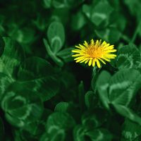Green cluster