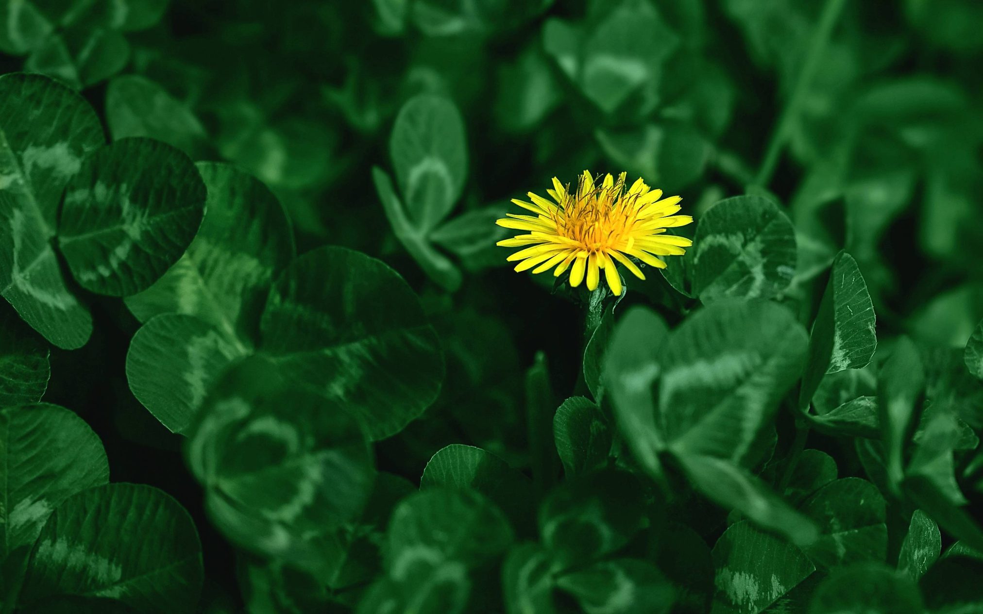Green cluster - Ubuntu Kylin 26.04 Wallpapers - Official Chinese-Themed Collection