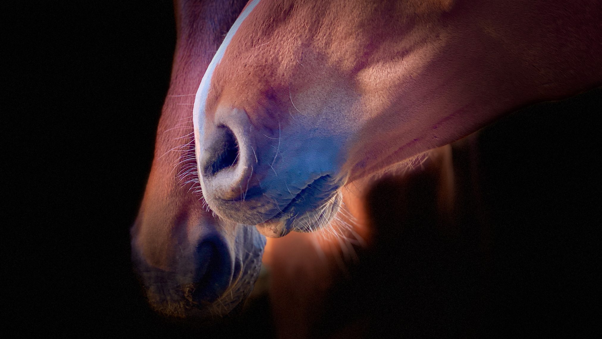Horse - Ubuntu Kylin 26.04 Wallpapers - Official Chinese-Themed Collection