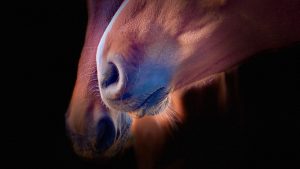 Horse - Ubuntu Kylin 26.04 Wallpapers - Official Chinese-Themed Collection