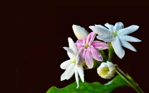Jasmine - Ubuntu Kylin 26.04 Wallpapers - Official Chinese-Themed Collection