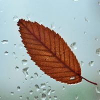Leaf on the window