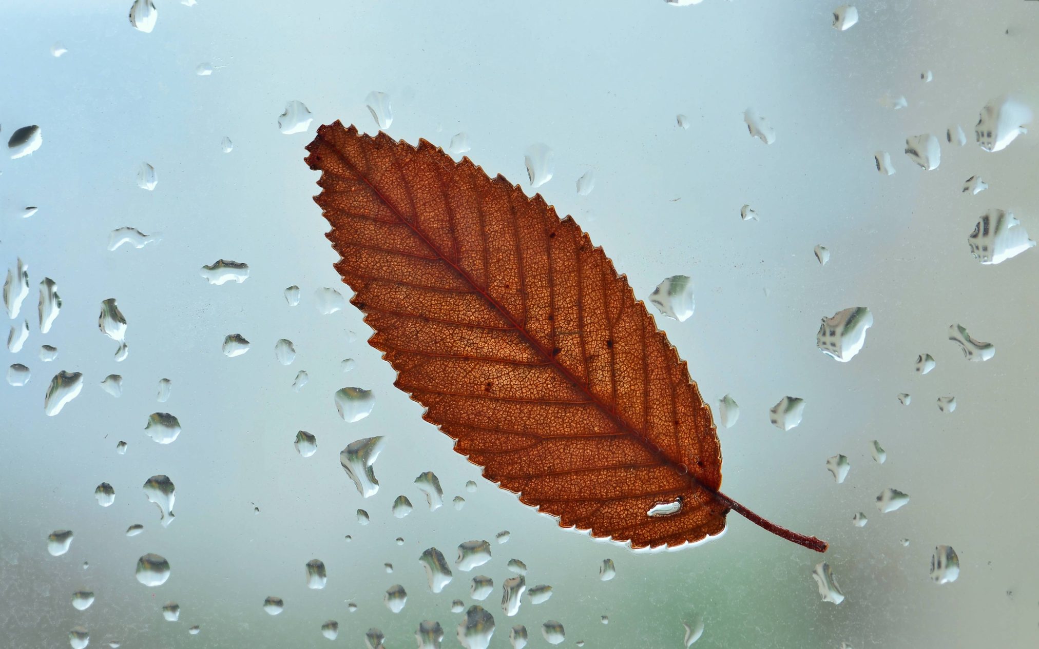 Leaf on the window - Ubuntu Kylin 26.04 Wallpapers - Official Chinese-Themed Collection