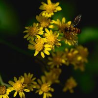 Love between bees and flowers