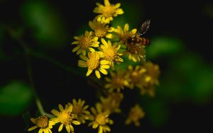 Love between bees and flowers - Ubuntu Kylin 26.04 Wallpapers - Official Chinese-Themed Collection
