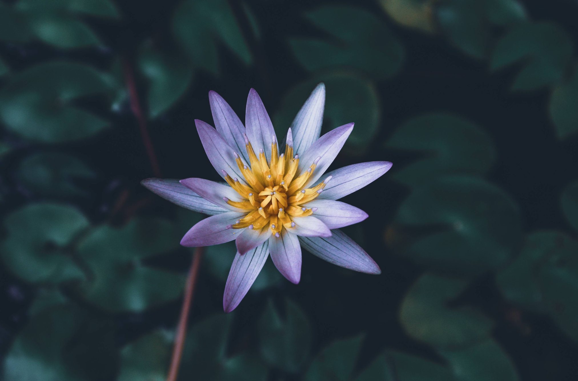Nelumbo nucifera - Ubuntu Kylin 26.04 Wallpapers - Official Chinese-Themed Collection