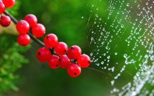 Pearls and jewelry - Ubuntu Kylin 26.04 Wallpapers - Official Chinese-Themed Collection
