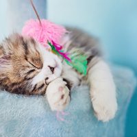 Playing kitty