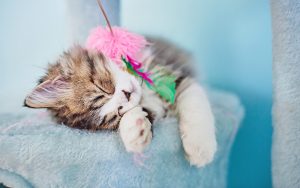 Playing kitty - Ubuntu Kylin 26.04 Wallpapers - Official Chinese-Themed Collection