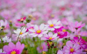 Small flowers1810 - Ubuntu Kylin 26.04 Wallpapers - Official Chinese-Themed Collection