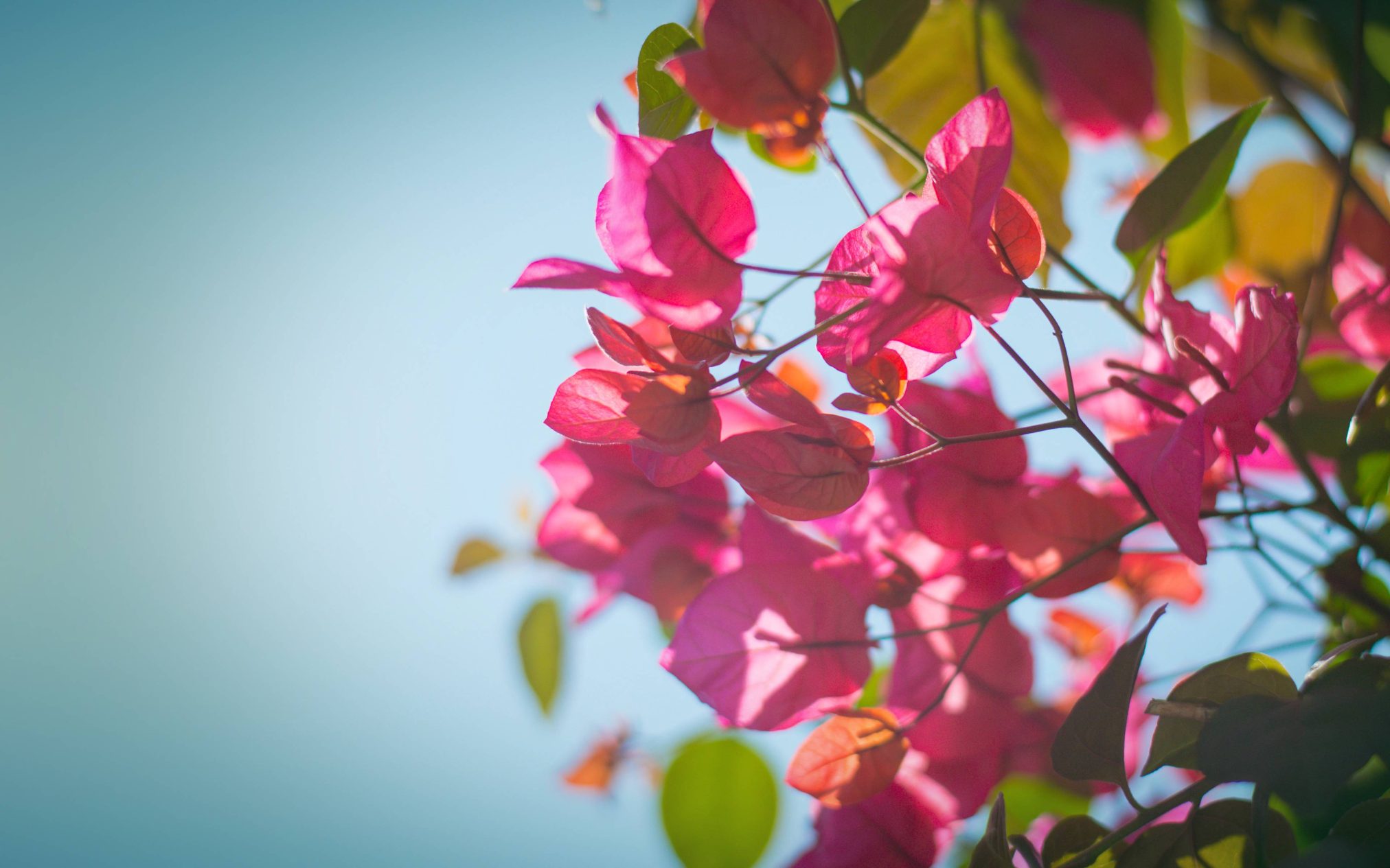 Sunny - Ubuntu Kylin 26.04 Wallpapers - Official Chinese-Themed Collection