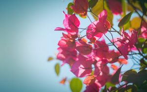 Sunny - Ubuntu Kylin 26.04 Wallpapers - Official Chinese-Themed Collection