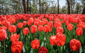 Tulip - Ubuntu Kylin 26.04 Wallpapers - Official Chinese-Themed Collection